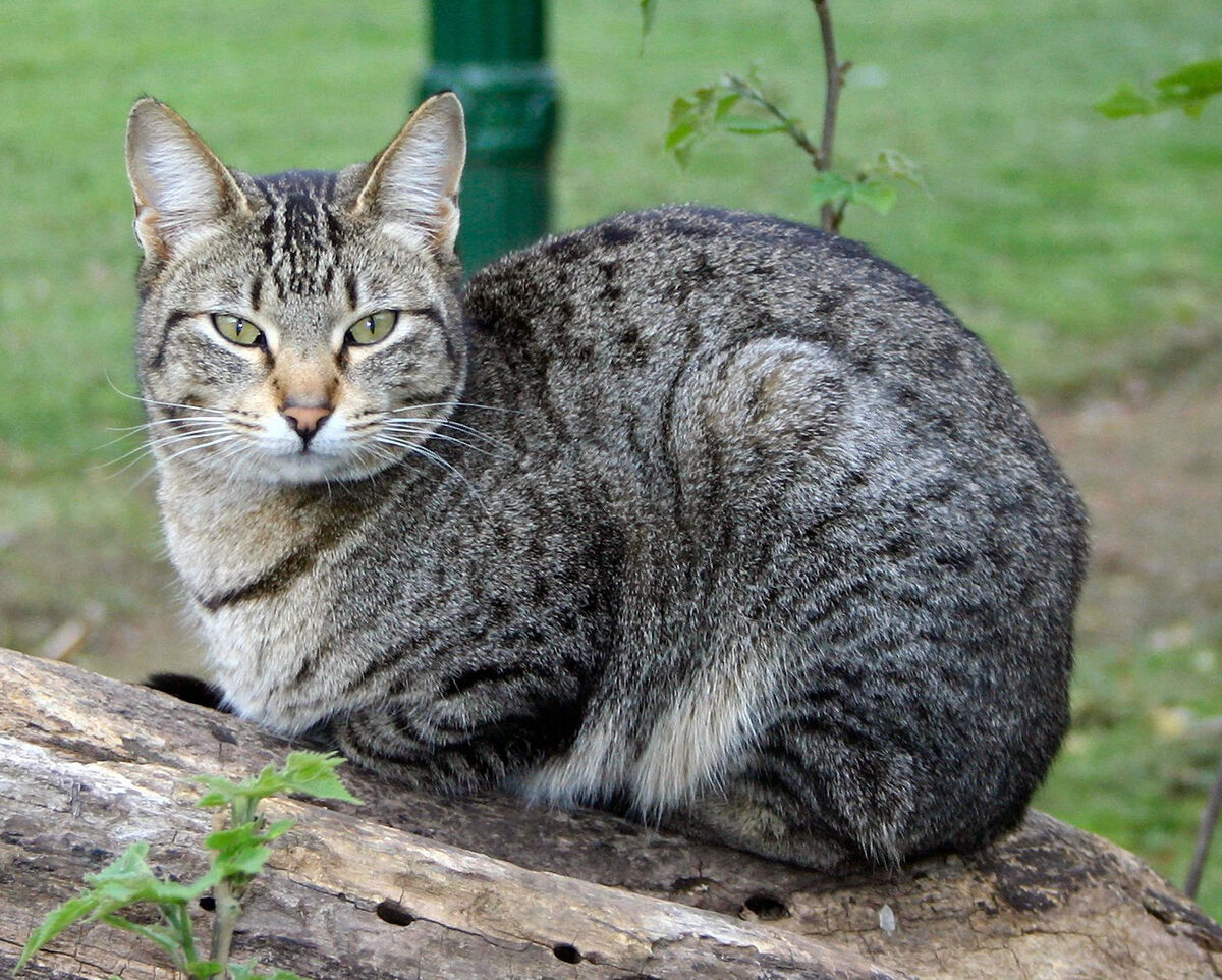 Domestic Cat | Cartoon Network Animals Wiki | Fandom Domestic Cat | Cartoon Network Animals Wiki | Fandom