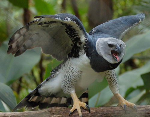 Harpy Eagle | Cartoon Network Animals Wiki | Fandom