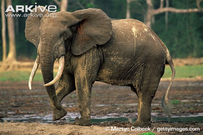 african bush elephant bull