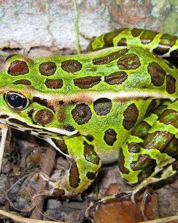 frog snow leopard cycle price