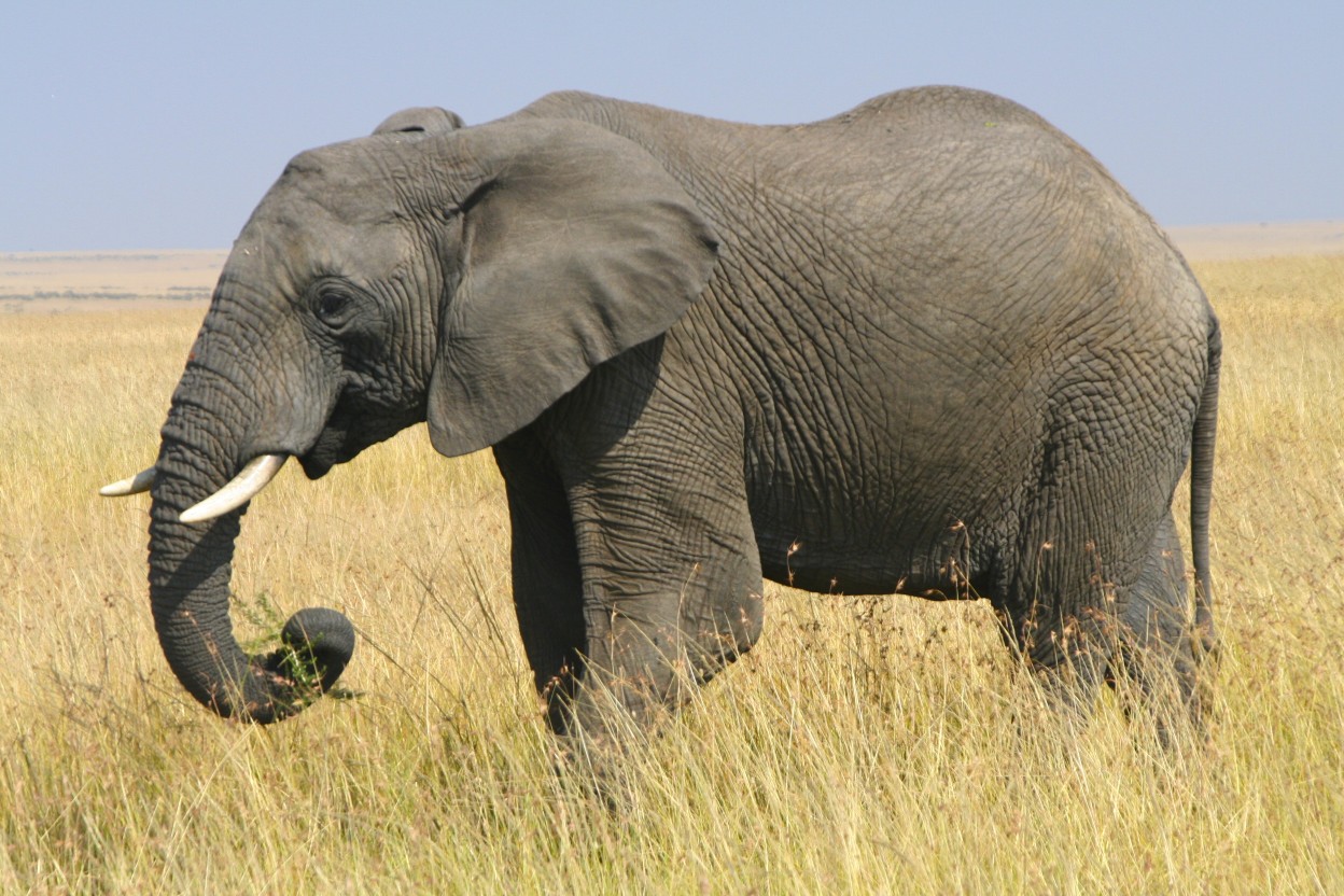 African Bush Elephant Cartoon Network Animals Wiki Fandom