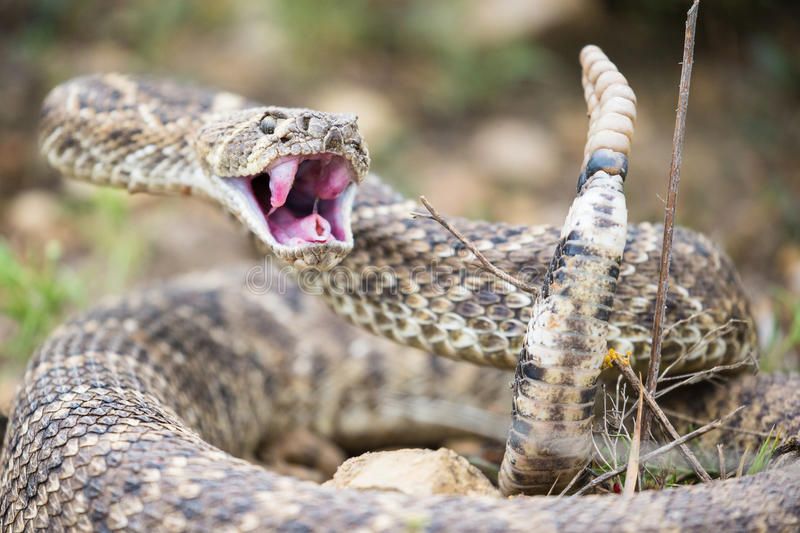 Western Diamondback Rattlesnake | Cartoon Network Animals Wiki | Fandom