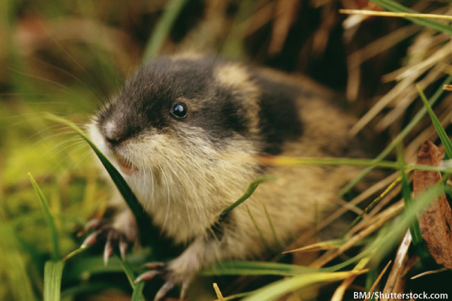 Norway Lemming, Wild Kratts Wiki