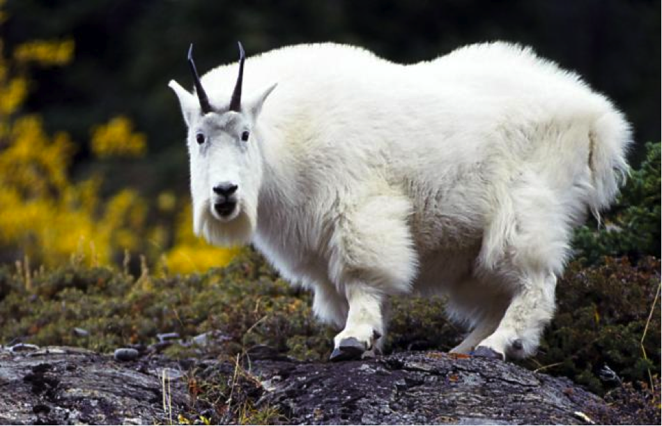 Mountain Goat | Cartoon Network Animals Wiki | Fandom Mountain Goat | Cartoon Network Animals Wiki | Fandom