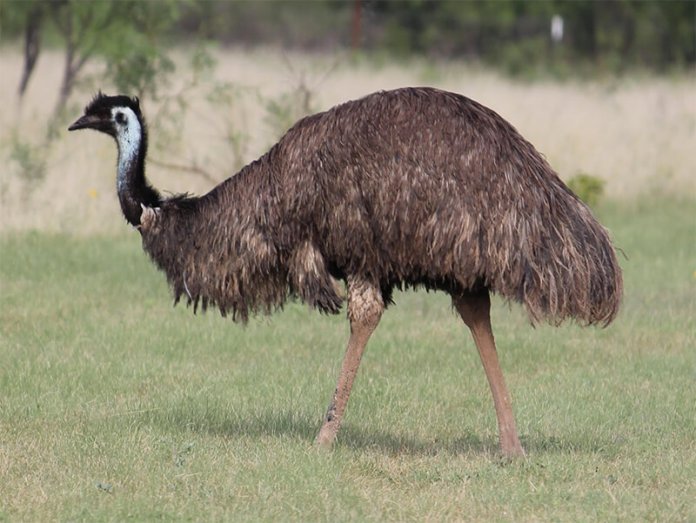 Emu | Cartoon Network Animals Wiki | Fandom