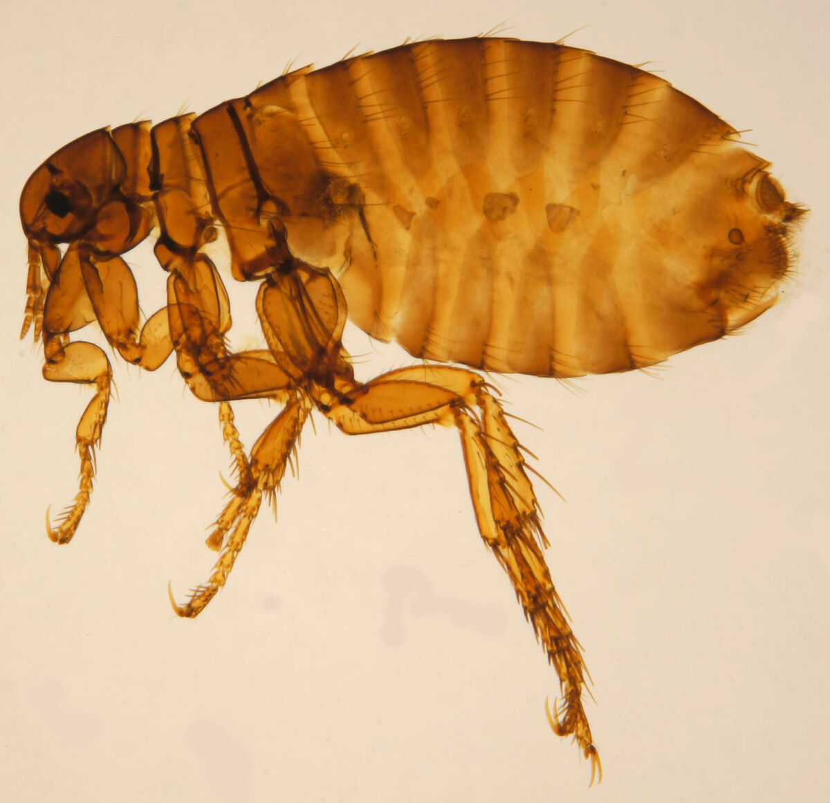 Human Flea | Cartoon Network Animals Wiki | Fandom