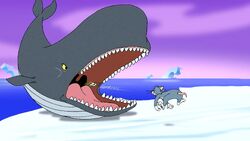 Sperm Whale | Cartoon Network Animals Wiki | Fandom