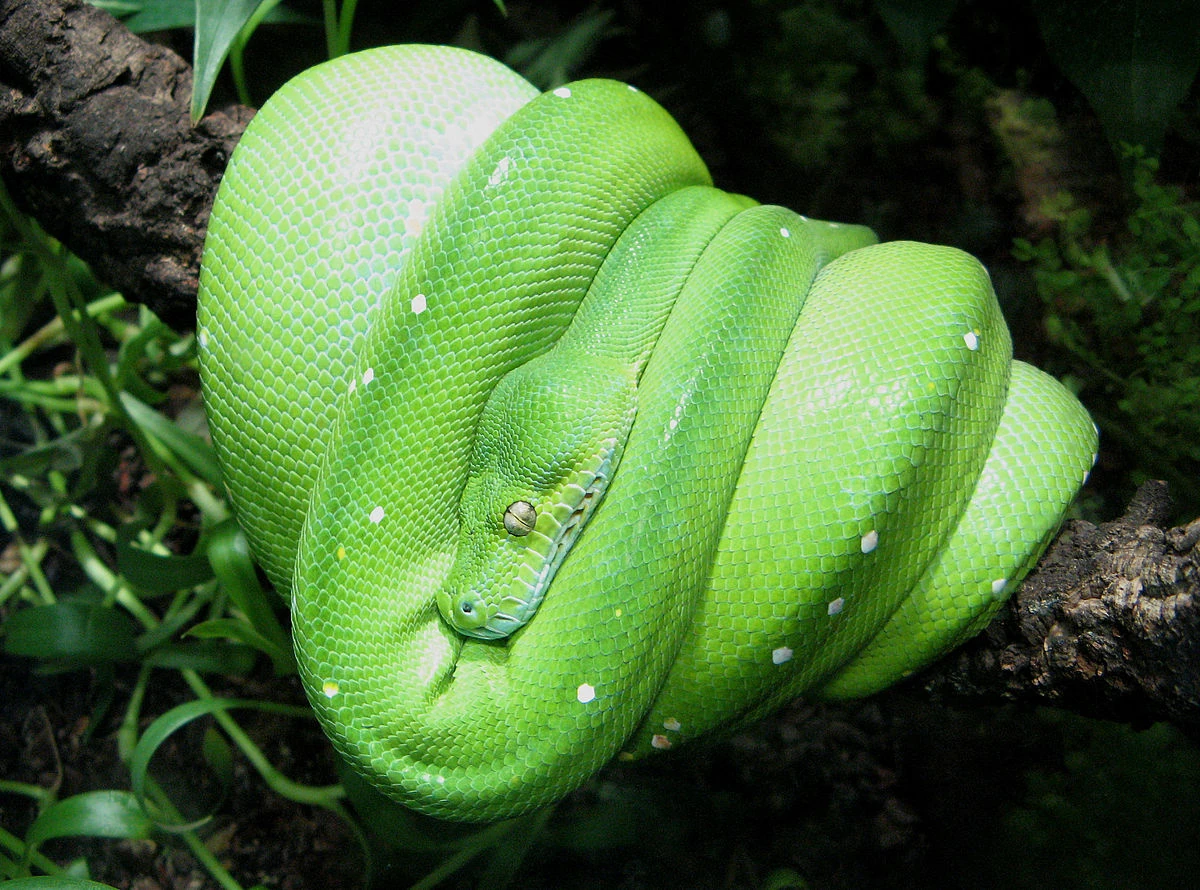 Green Tree Python | Cartoon Network Animals Wiki | Fandom