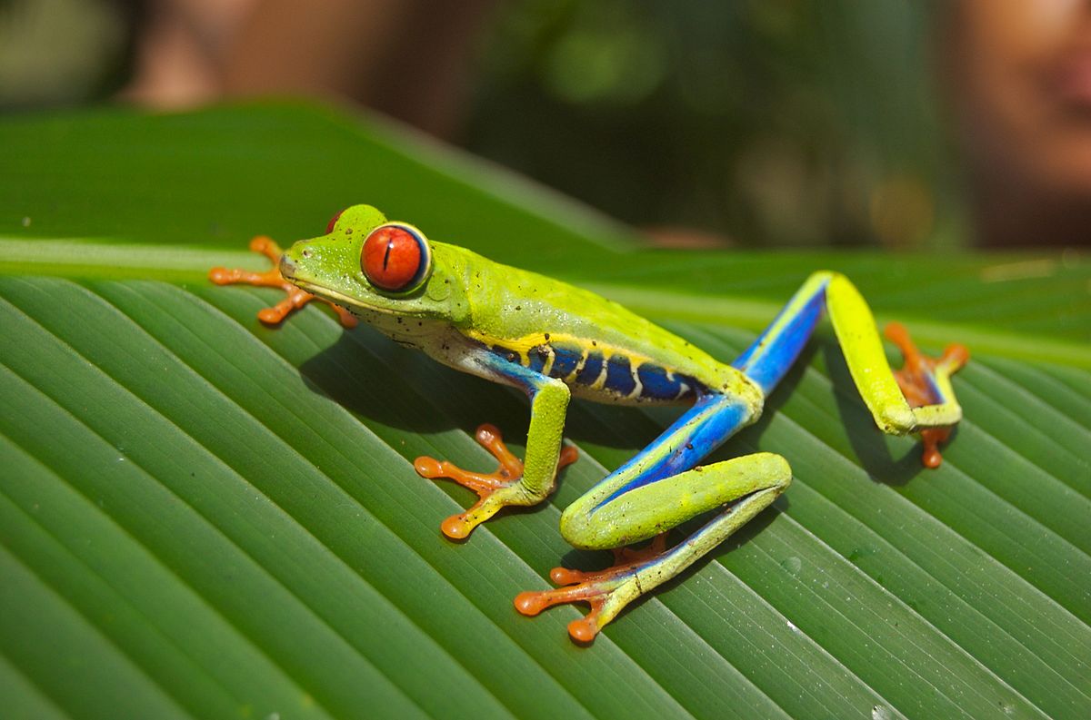Red-eyed Tree Frog | Cartoon Network Animals Wiki | Fandom