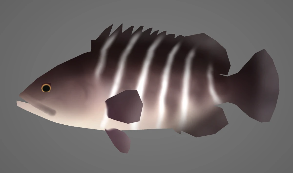 Convict Grouper | CatfishYAY's National Aquarium Wiki | Fandom