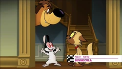 Checkit40bunnicula