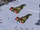 MiG (Yuri's Revenge)