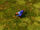 Attack dog (Red Alert 3)