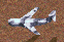TD Cargo Plane.gif