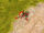 Terror drone (Red Alert 3)