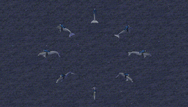 CNCRA2 Dolphin