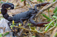 Black scorpion