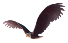 Eagle | Chip 'n Dale Rescue Rangers Fanon Wiki | Fandom