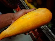 An Indian yellow cucumber.jpeg (9 KB)