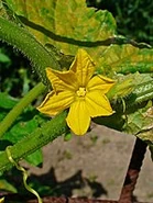 Cucumis sativus 0002.jpeg (14 KB)