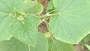 Leaves of Cucumber (a creeping vine plant).jpeg (21 KB)