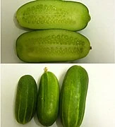 Persiancucumber.jpeg (8 KB)