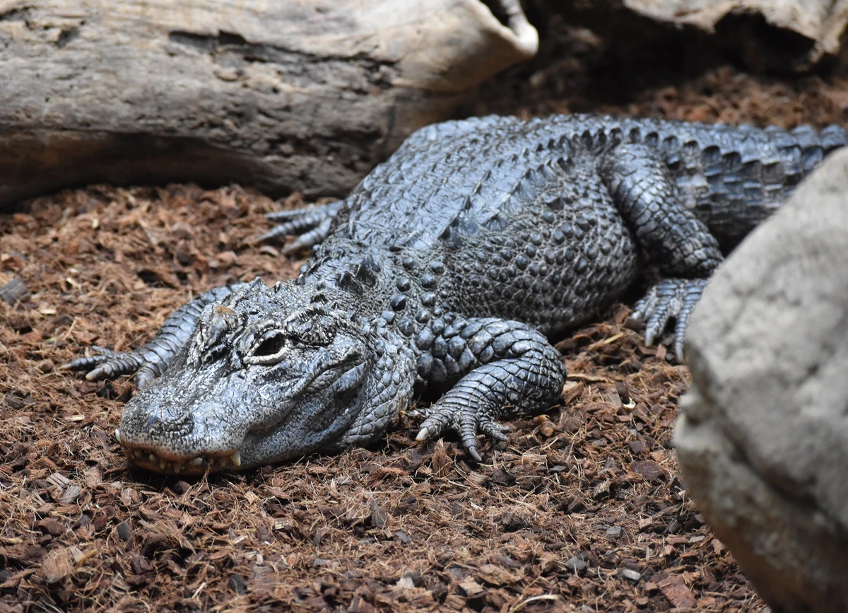 Aligátor chino | Wiki Cocodrilo | Fandom, image size:1200x867