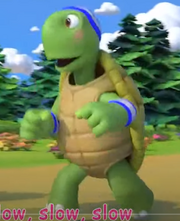 Tortoies