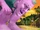 Purple Giant