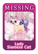 Lady Siamese Cat