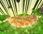 Aelita's Energy Sheild.jpg (280 KB) Aelita creates a large barrier to protect the Skid.