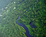 La foresta amazzonica.