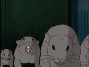 L'invasione dei ratti