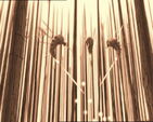 Aelita 113