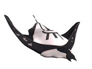 Mantarraya negra de William-XANA.