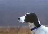 User-TrickyNeedle