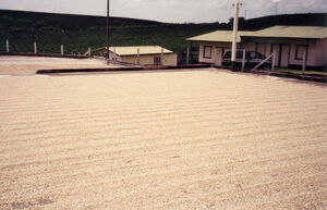 Coffee Drying on concrete Patio