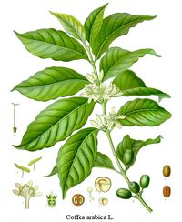 Coffea-arabica