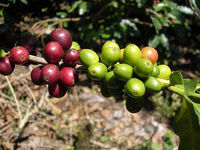 Coffeecherry