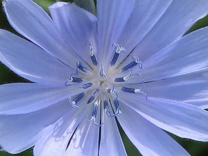 rightChicory flower