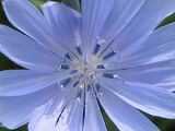 Chicory