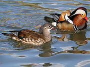 File-Mandarin Duck (Aix galericulata ) RWD3