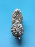 OW WE10g Giant Spider II body belly.jpg (74 KB) Giant Spider II, belly