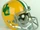 1977 Oregon Webfoots