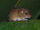 Ratón arrozalero bicolor