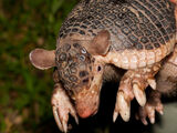 Armadillo de Cola Pelada