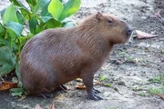 Capibara