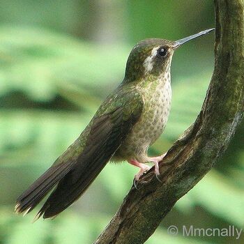 Colibrí jaspeado