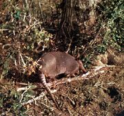 Armadillo narizón grande