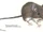 Ratón de monte